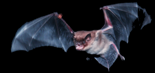 Illustration for article titled Bats Fly by Touch, Using Sophisticated Sensors in Their Wings